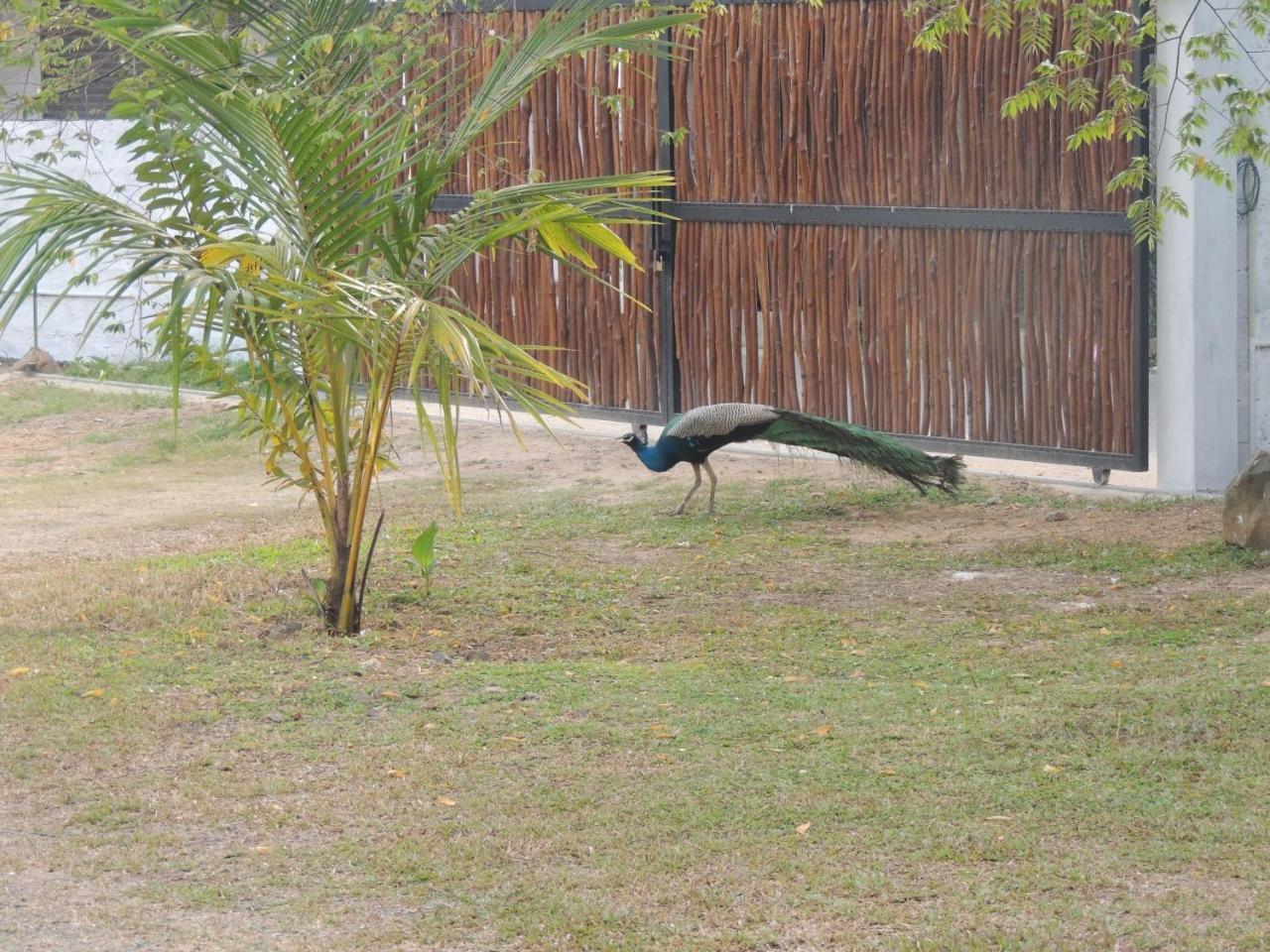 Ma Villa Unawatuna (Adults Only) Экстерьер фото